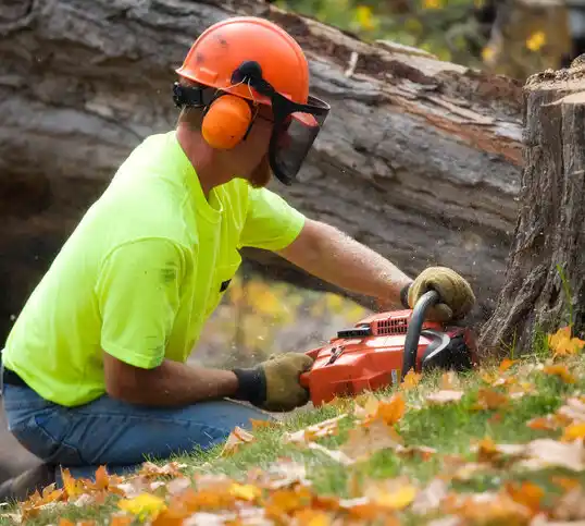 tree services St. Michael